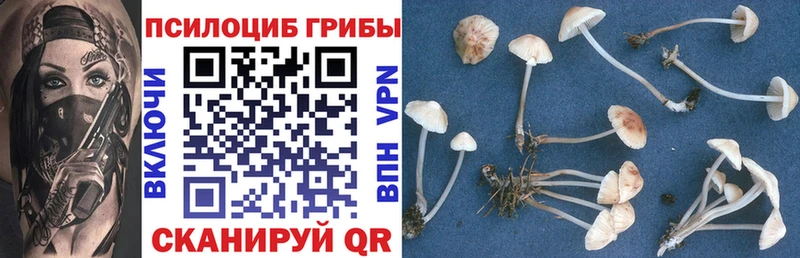 наркота Приморско-Ахтарск Псилоцибиновые грибы Psilocybine cubensis